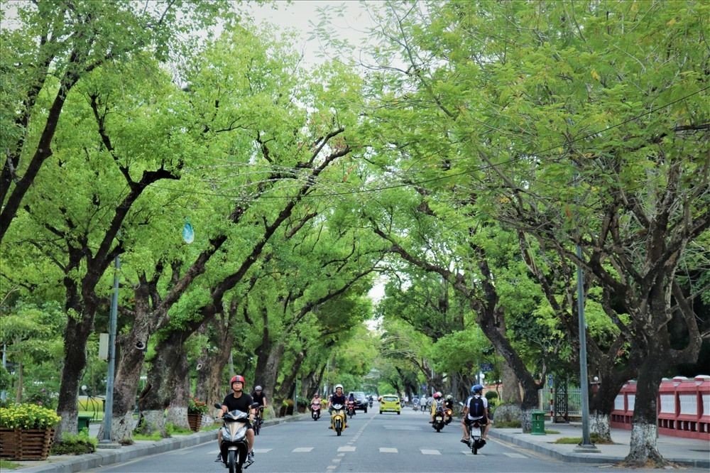 TP. Hồ Chí Minh phát động Tết trồng cây nhân kỷ niệm 131 năm ngày sinh của Bác