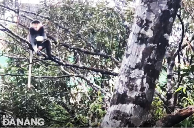 Đà Nẵng: Phát hiện thêm các đàn voọc chà vá chân nâu ở khu Bảo tồn thiên nhiên Bà Nà - Núi Chúa