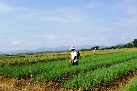Thành phố Huế: Tận dụng “thế mạnh” để phát triển nông nghiệp công nghệ cao kết hợp các tour du lịch trải nghiệm