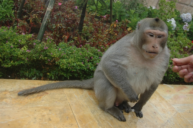 Đà Nẵng City urges protection of endangered primate population