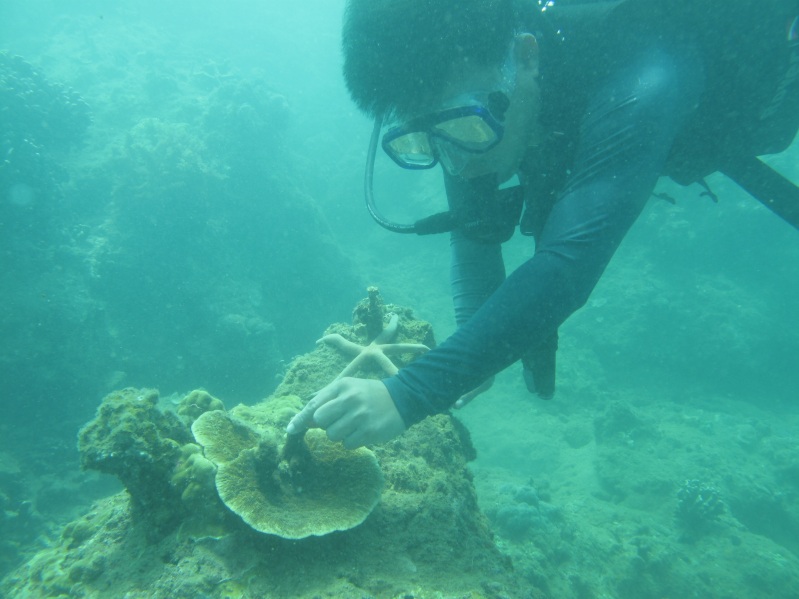 Trồng “rừng nhiệt đới” san hô dưới đáy biển Cù Lao Chàm
