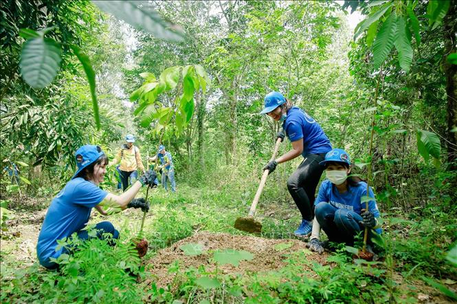 Trồng rừng góp phần chống biến đổi khí hậu và tăng trưởng xanh