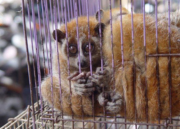 Nhiều bất cập trong ngăn chặn buôn bán động vật hoang dã trái phép