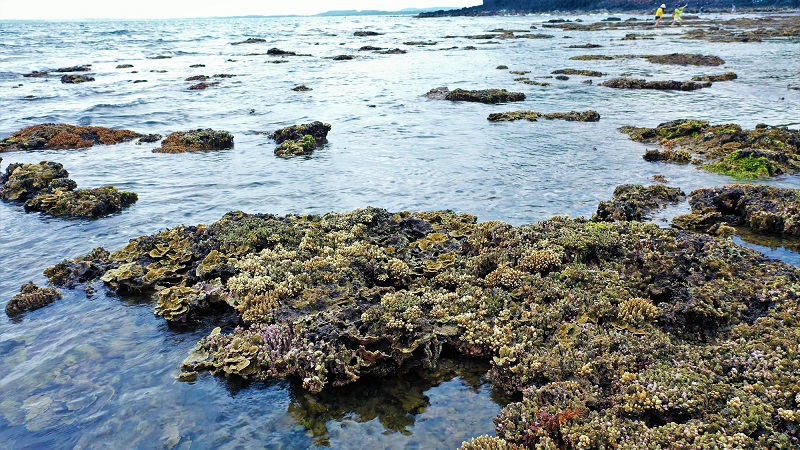 Bảo vệ và phục hồi các hệ sinh thái khu vực ven biển