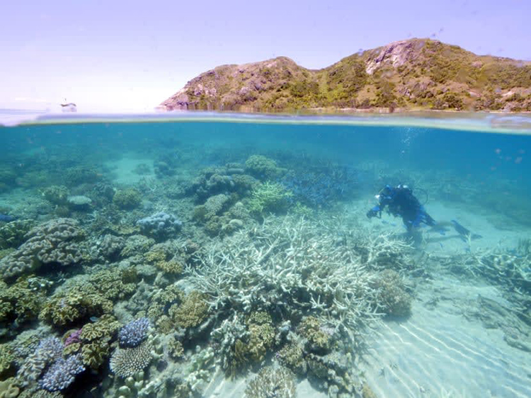 Bảo vệ rạn san hô lớn nhất thế giới trước biến đổi khí hậu