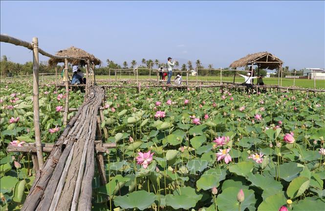 Ninh Thuận: Đồng bào Chăm phát triển kinh tế từ mô hình trồng sen