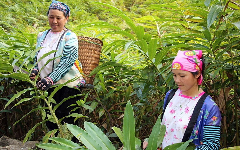 Son La develops medicinal herbs in association with community tourism