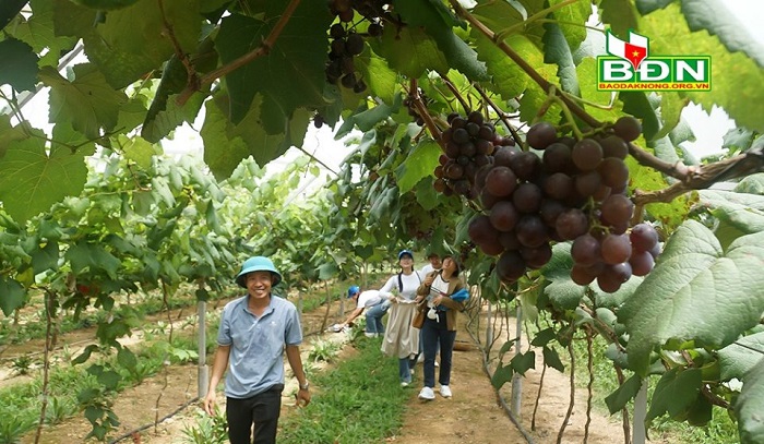 Trải nghiệm vườn nho đầu tiên tại Đắk Nông