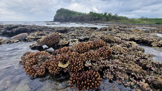 Tăng cường quản lý, bảo vệ hệ sinh thái san hô