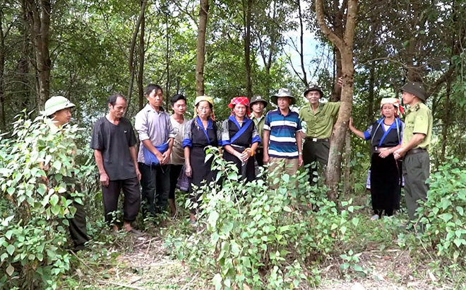 Yên Bái: Mù Cang Chải giữ rừng để phát triển du lịch