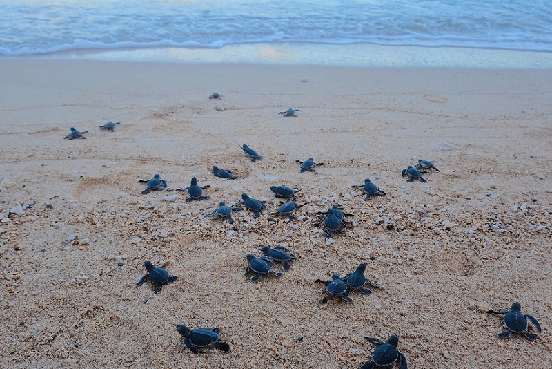 Đẩy mạnh công tác bảo tồn rùa biển tại Vườn quốc gia Côn Đảo