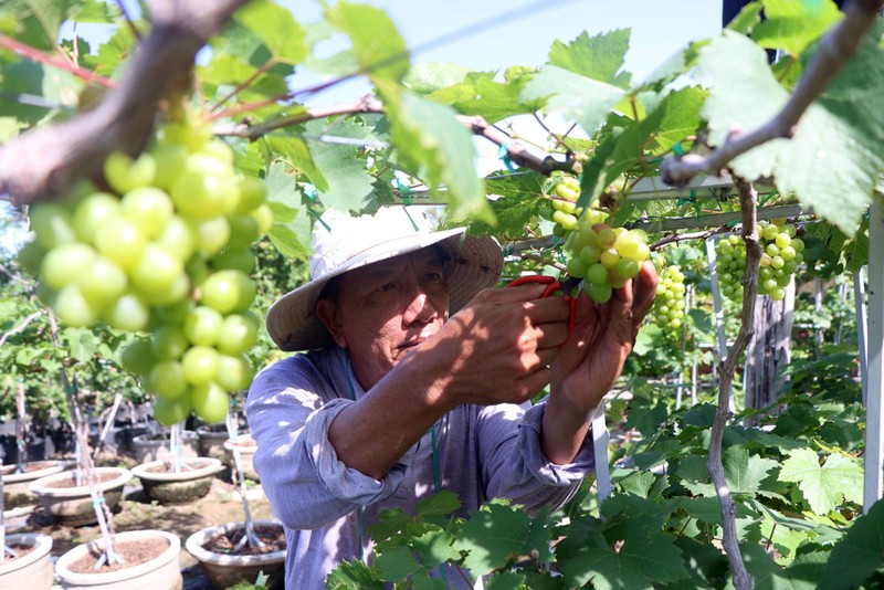 Độc đáo nghề trồng nho kiểng ở Ninh Thuận
