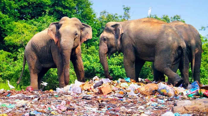 Sri Lanka cấm sản phẩm nhựa dùng một lần để bảo vệ voi, hươu hoang dã