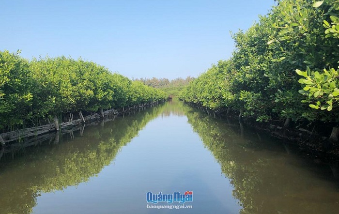 Rừng phòng hộ ven biển Quảng Ngãi: Sớm khôi phục diện tích cây bị ngã đổ