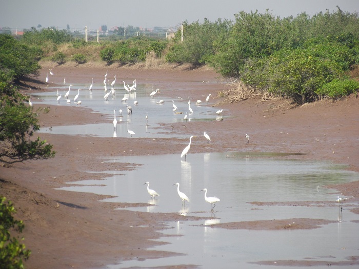 Phát triển bền vững hệ sinh thái tại Vườn quốc gia Xuân Thủy - Nam Định