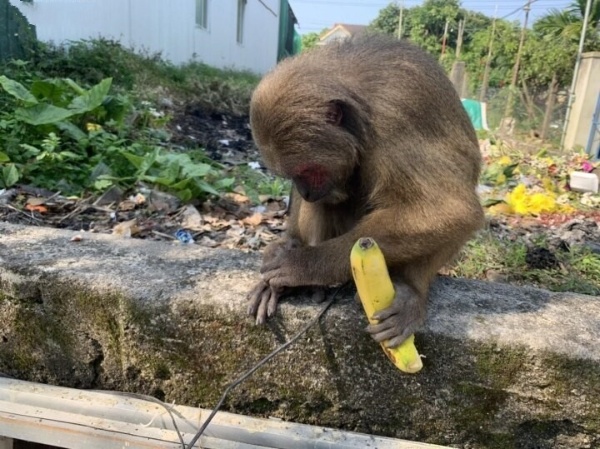 Thừa Thiên Huế: Thả cá thể khỉ mặt đỏ quý hiếm về rừng tự nhiên