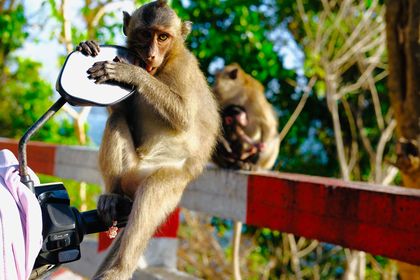 Bà Rịa-Vũng Tàu: Khuyến cáo du khách không cho khỉ ăn tại Côn Đảo