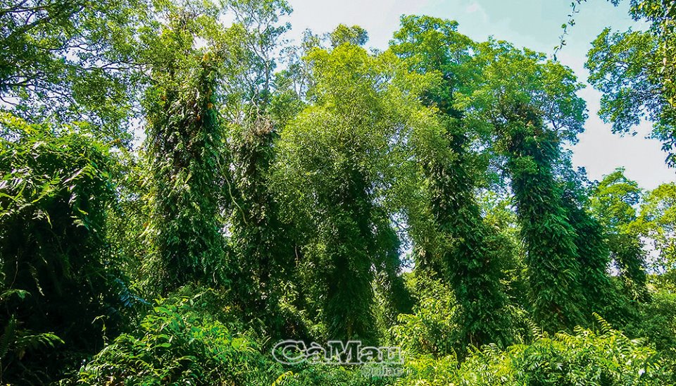 Vườn Quốc gia U Minh Hạ (Cà Mau) - Nơi bảo tồn động, thực vật quý hiếm