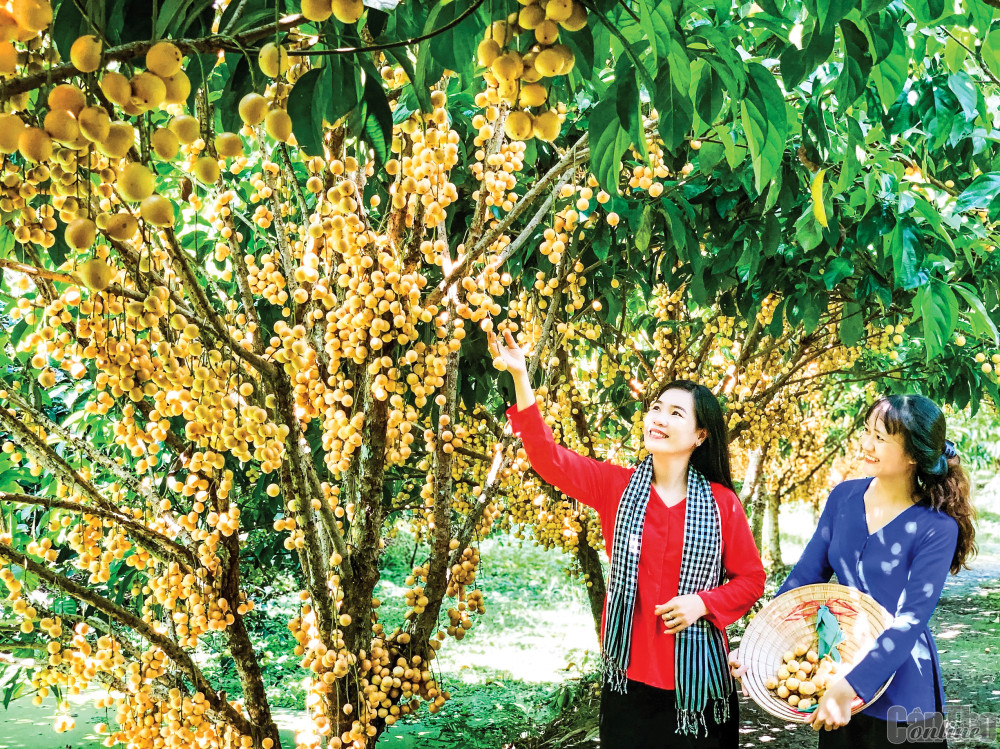Cần Thơ: Phát triển kinh tế vườn gắn với du lịch ở Phong Điền