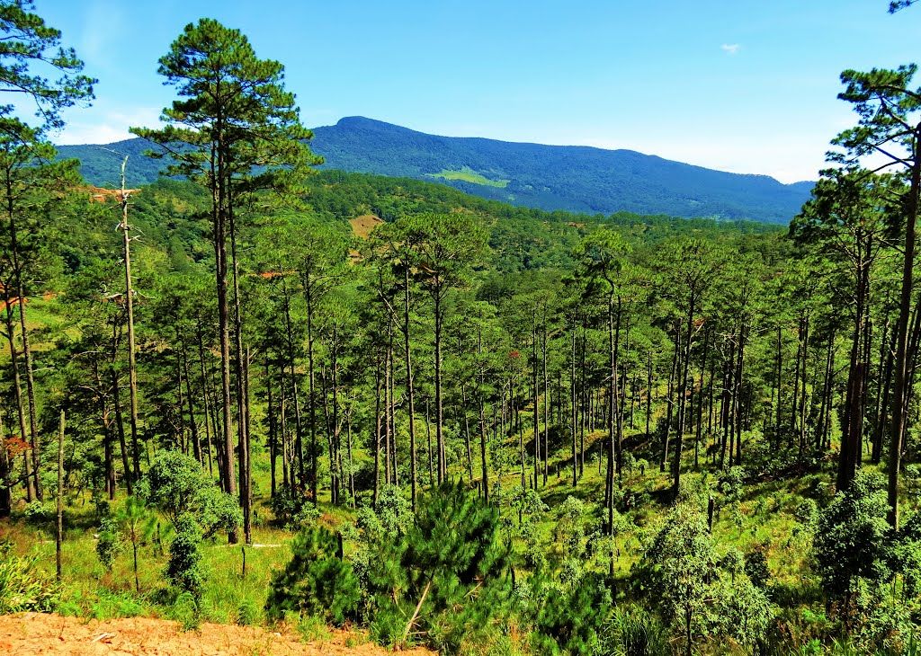 Đẩy mạnh nghiên cứu ứng dụng khoa học công nghệ bảo vệ rừng tại Vườn Quốc gia Bidoup - Núi Bà