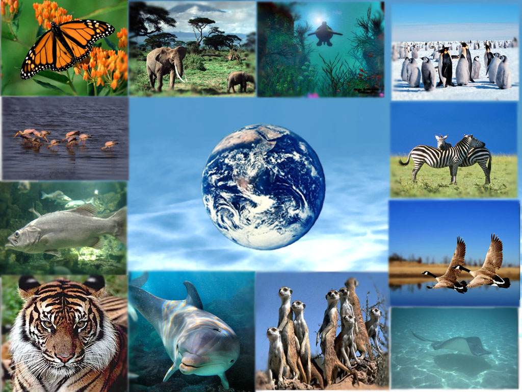 Bộ Văn hóa, Thể thao và Du lịch kêu gọi hưởng ứng Ngày Quốc tế đa dạng sinh học với chủ đề “Từ thỏa thuận đến hành động: Phục hồi đa dạng sinh học”