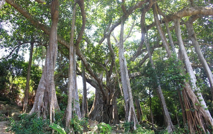Đà Nẵng: Cây Di sản góp phần phát triển du lịch, bảo tồn đa dạng sinh học