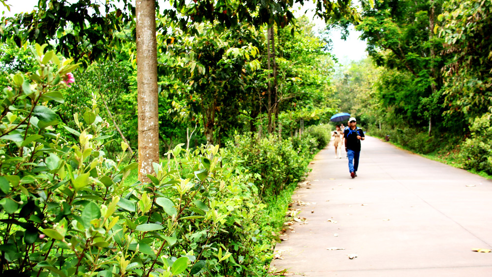 Con đường hoa sim ở Thánh địa Mỹ Sơn - Quảng Nam
