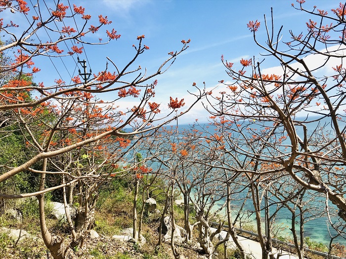 Xiêu lòng với mùa hoa ngô đồng Cù Lao Chàm - Quảng Nam