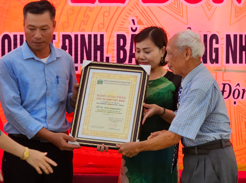 Hải Phòng: Đa cổ thụ trên 300 năm ở Vĩnh Bảo được công nhận Cây Di sản Việt Nam