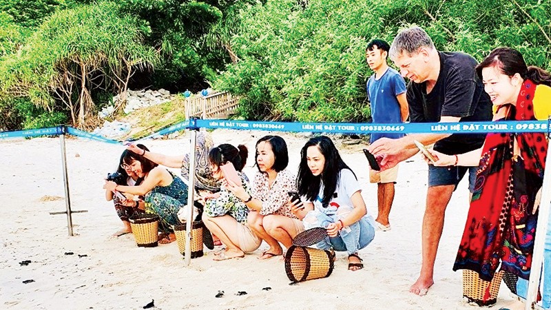 Bà Rịa-Vũng Tàu: Côn Đảo vào mùa cao điểm cứu hộ rùa biển