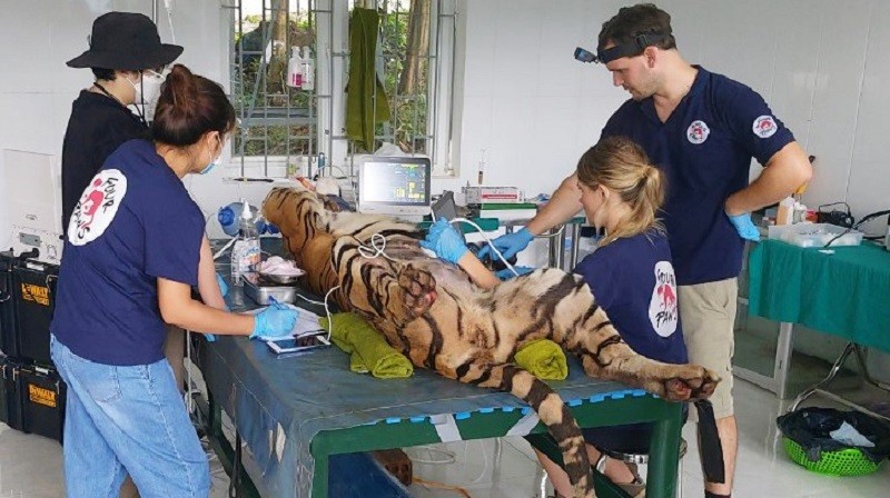Vườn quốc gia Phong Nha-Kẻ Bàng chuyển 7 con hổ Đông Dương sang nơi ở mới