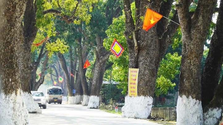 Hàng cây di sản ở Thanh Hóa