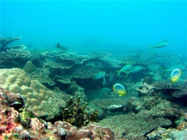 Thái Lan: Đóng cửa một số đảo du lịch để phục hồi rạn san hô