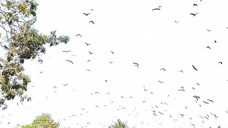 Vườn chim trời giữa thị trấn An Châu - An Giang