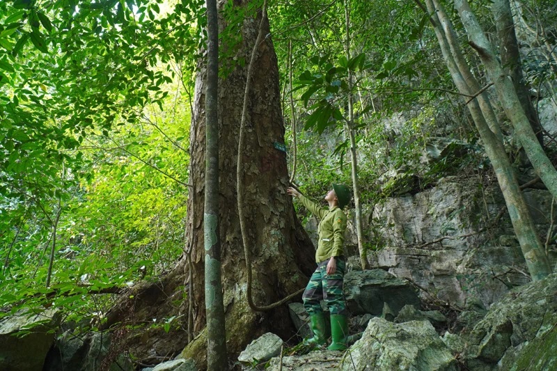 Bắc Kạn cho thuê môi trường rừng để phát triển du lịch