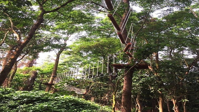 Fun and games in the trees in Quảng Bình