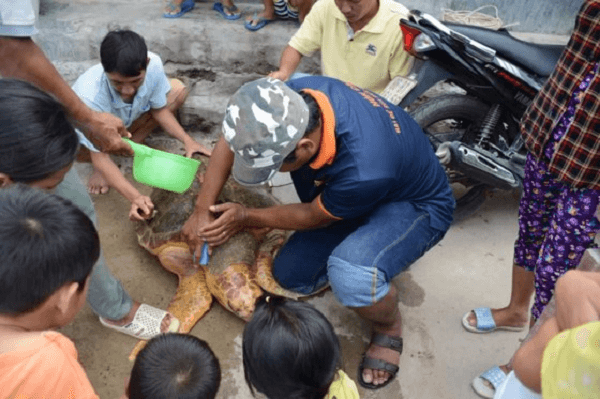 Bình Thuận: Giải cứu thành công một cá thể rùa biển